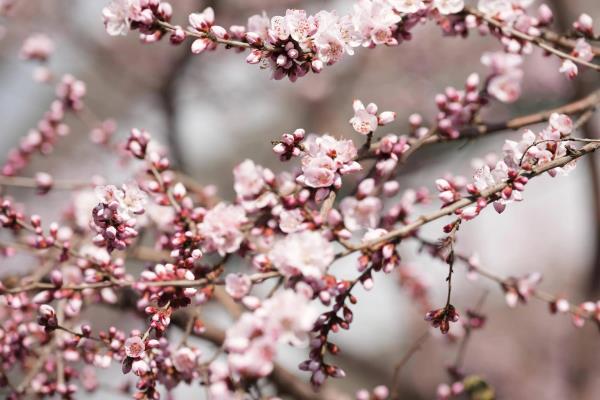 北京市花是什么花，是月季花和菊花