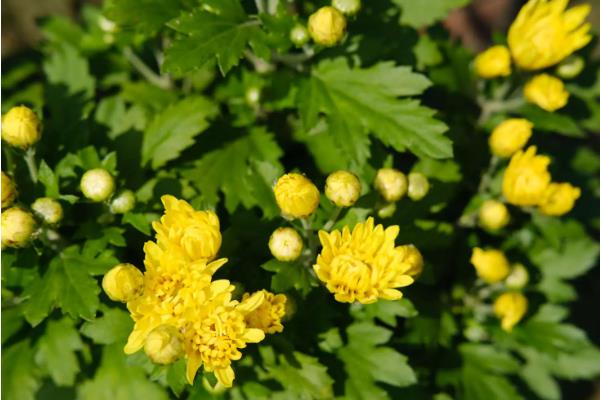 北京市花是什么花，是月季花和菊花