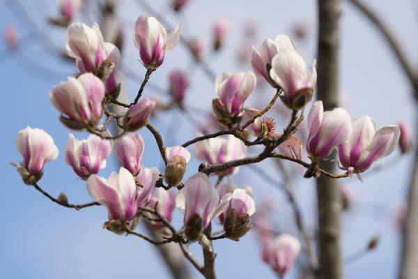 北京市花是什么花，是月季花和菊花