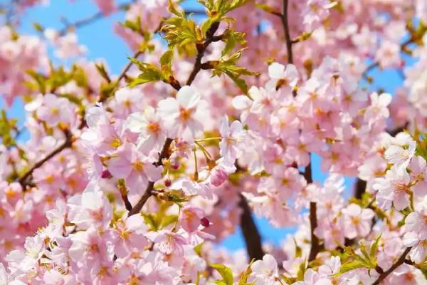 北京市花是什么花，是月季花和菊花