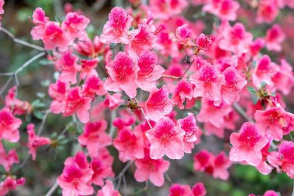 北京市花是什么花，是月季花和菊花