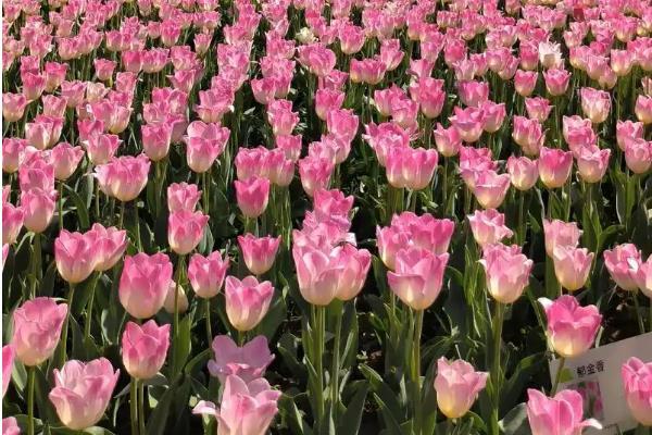 北京市花是什么花，是月季花和菊花