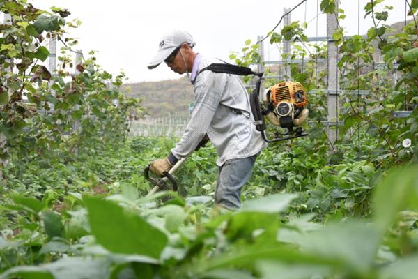 葡萄如何喷叶面肥，整个生长季节均可施用