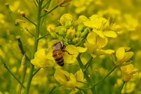 油菜花的花语，寓意青春活泼、无私奉献等