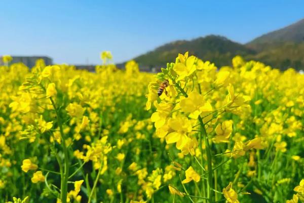 油菜花的花语，寓意青春活泼、无私奉献等