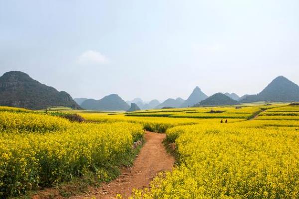 油菜花的花语，寓意青春活泼、无私奉献等