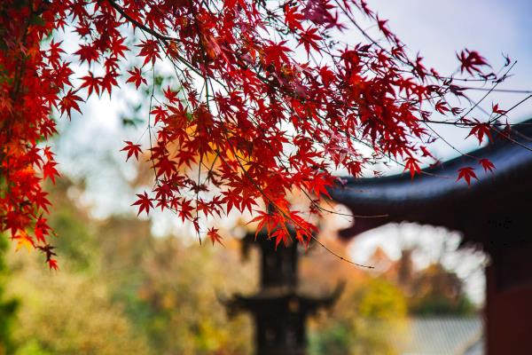 杭州枫叶在几月份最红，12月份最红